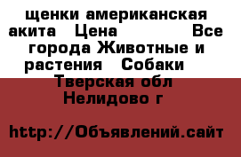 щенки американская акита › Цена ­ 30 000 - Все города Животные и растения » Собаки   . Тверская обл.,Нелидово г.